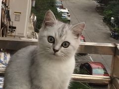 -芭比堂宠物医院·全科爱猫医院·仁德分院