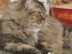 -平行世界·猫咖(首经贸店)