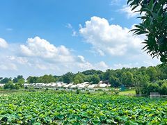 -梁子湖东篱老屋生态庄园