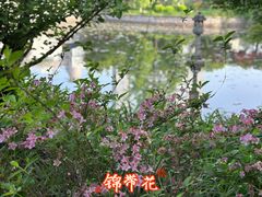 -嘉定紫藤园