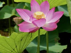 -荷塘月色湿地公园·向阳花洲