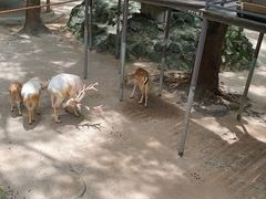 -深圳野生动物园
