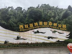 -西双版纳原始森林公园