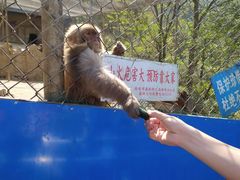 -王顺山国家森林公园