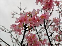 -天适樱花悠乐园