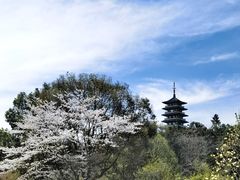 -宜兴龙背山森林公园