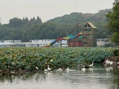 -月湖风景区