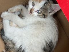 -爱侣宠医·鹦鹉专科·小型哺乳类·异宠专科(灵石路店)