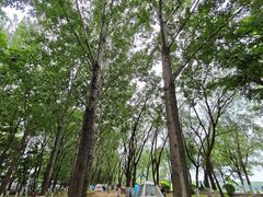 -丁香湖公园