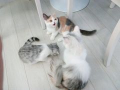 -喵的天空名猫咖啡馆·撸猫·猫舍·用品