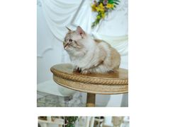 -共舞时光猫咖·狗咖(新街口店)