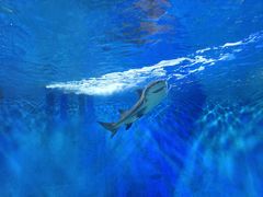 -太平洋海底世界