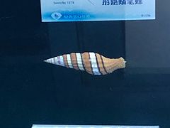 -贝壳梦幻世界