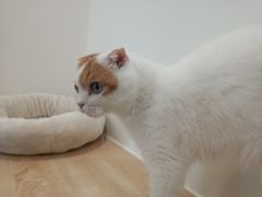 -有喵·猫咖·狗咖·30几只猫10只小狗(岗厦店)