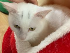-猫和宫(六道口店)