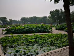 -白洋淀景区