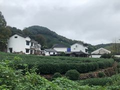 -龙井村