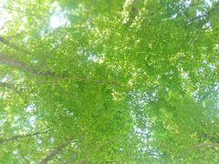 -石家庄市植物园