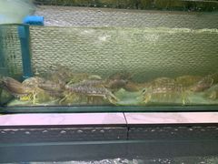 -光海鲜鱼翅餐厅(叻差拉披色路店)