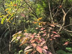 -火炉山森林公园