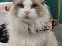 -飞行喵MR PILOT|猫舍·猫咖(静安大融城店)