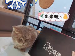 -喵园·猫主题咖啡厅·撸猫·猫咖(国贸店)