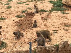 -石家庄市动物园