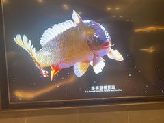 -阿五黄河大鲤鱼(英协路店)