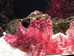 -暹罗海洋世界