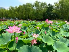 -莲花池公园