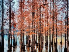 -白鹭湾湿地公园