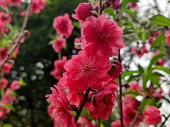 -桃花涧