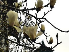 -中国中医科学院西苑医院(本部)