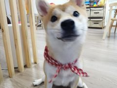 -柴迷FANS CLUB·柴犬狗咖·猫咖