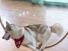 -Husky Go! 哈士奇体验馆·宠物咖啡厅狗咖