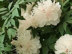 -洛阳市隋唐城遗址植物园