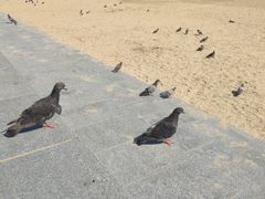 -海云台海滩