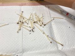 -猫十亿·布偶金渐层·曼基康矮脚猫舍(青年路店)