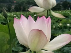 -古田会议纪念馆