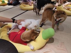 -逗柴咖啡屋·狗咖猫咖宠物桌游