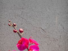 -溪岸路花鸟市场