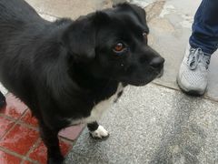 -泉儿头杂碎·清真(城东总店)