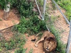 -西霞口神雕山野生动物世界