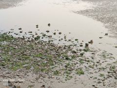 -青岛第一海水浴场