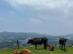 -大姆山草场
