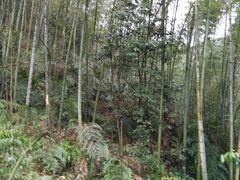 -蜀南竹海景区
