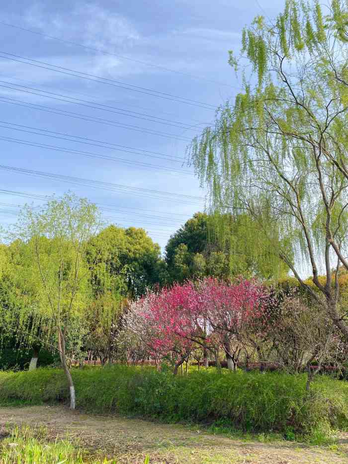 白洋湾公园-"高架下来就是,和虎丘湿地公园是一整个规划.