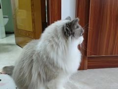 -客栈猫舍(中央北路店)