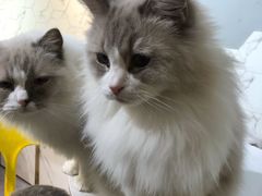 -猫房·猫吧·猫咖(龙湖时代汇店)