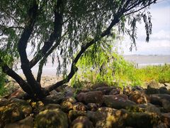-上海吴淞炮台湾国家湿地公园